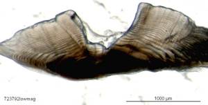 morwong otolith